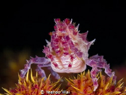 Candy Crab (Hoplophrys oatesi)
Anilao, Philippines by Yeehoo Wai 